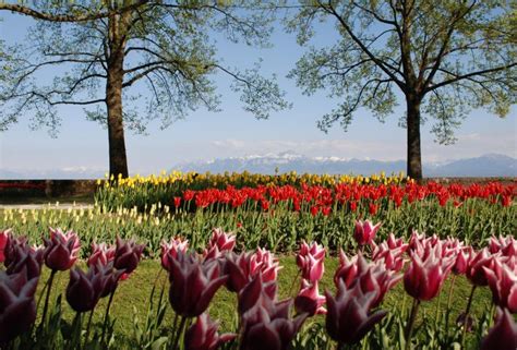 morges tulpen|Tulpenfest 